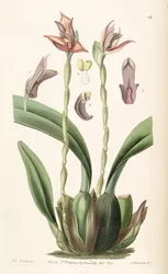 Maxillaria cucullata